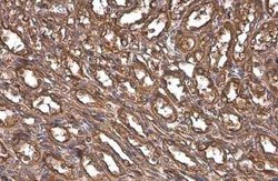 Paxillin Antibody (GT7612), Novus Biologicals 100 &mu;g | Buy Online | Novus Biologicals | Fisher Scientific