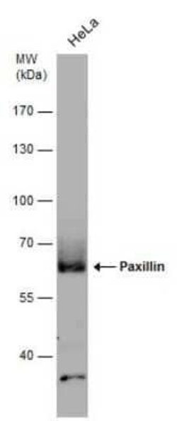 Paxillin Antibody (GT7612), Novus Biologicals 100 &mu;g | Buy Online | Novus Biologicals | Fisher Scientific
