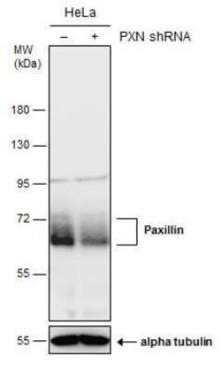 Paxillin Antibody (GT7612), Novus Biologicals 100 &mu;g | Buy Online | Novus Biologicals | Fisher Scientific