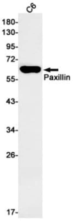 Paxillin Antibody (S04-3C3), Novus Biologicals 50 &mu;g; Unconjugated:Antikörper