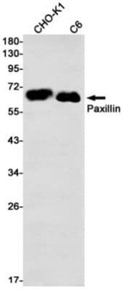Paxillin Antibody (S07-1B4), Novus Biologicals:Antibodies:Primary Antibodies