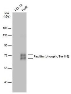 Paxillin, p Tyr118 Antibody, Novus Biologicals 100 &mu;g | Buy Online | Novus Biologicals | Fisher Scientific