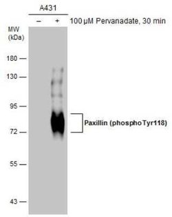 Paxillin, p Tyr118 Antibody, Novus Biologicals 100 &mu;g | Buy Online | Novus Biologicals | Fisher Scientific