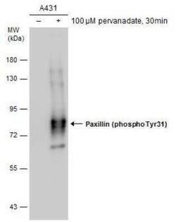 Paxillin, p Tyr31 Antibody, Novus Biologicals 100 &mu;g | Buy Online | Novus Biologicals | Fisher Scientific