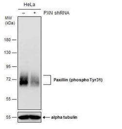 Paxillin, p Tyr31 Antibody, Novus Biologicals 100 &mu;g | Buy Online | Novus Biologicals | Fisher Scientific
