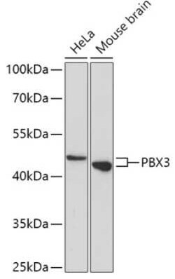 Pbx3 Antibody - Azide and BSA Free, Novus Biologicals 0.02 mL; Unconjugated:Antibodies,