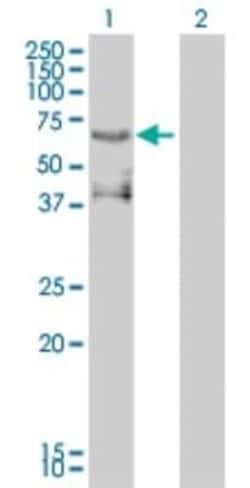 Novus Biologicals Pea3 Antibody (3G9-1B9), Novus Biologicals 0.1 mg | Buy Online | Novus Biologicals&trade; | Fisher Scientific