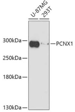 Pecanex Antibody - Azide and BSA Free, Novus Biologicals 0.02 mL; Unconjugated:Antibodies,