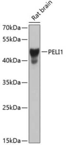 Pellino 1 Antibody - BSA Free, Novus Biologicals:Antibodies:Primary Antibodies