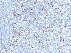 Perforin Antibody (PRF1/2470) - Azide and BSA Free, Novus Biologicals 100