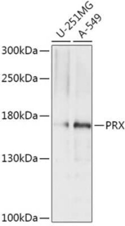 Periaxin Antibody - Azide and BSA Free, Novus Biologicals 0.02 mL; Unconjugated:Antibodies,