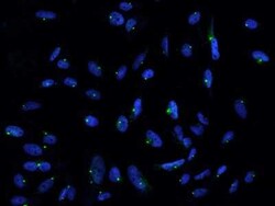 Pericentrin Antibody, Novus Biologicals 100 &mu;g, Unconjugated:Antibodies,