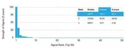 Perilipin-2/ADFP Antibody (ADFP/1366), Novus Biologicals:Antibodies:Primary