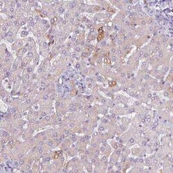 Perilipin-2/ADFP Antibody, Novus Biologicals 25 &mu;L, Unconjugated:Antibodies,