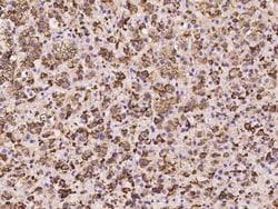 Perilipin-3/TIP47 Antibody, Novus Biologicals 100 &mu;g, Unconjugated:Anticorps,