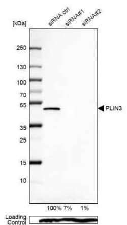 Perilipin-3/TIP47 Antibody, Novus Biologicals:Antibodies:Primary Antibodies