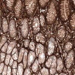 Periostin/OSF-2 Mouse anti-Human, Clone: CL12087, Novus Biologicals 100 &mu;g | Buy Online | Novus Biologicals | Fisher Scientific