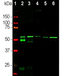 Peripherin Antibody (8G2), Novus Biologicals 100 &mu;L; Unconjugated:Antibodies,