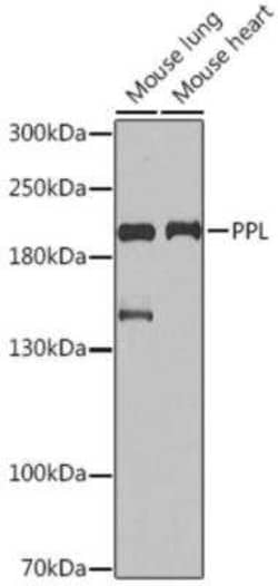 Periplakin Antibody - BSA Free, Novus Biologicals 0.1 mL; Unconjugated:Antibodies,