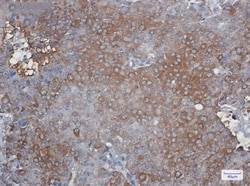 Peroxiredoxin 2 Antibody (S02-1G5), Novus Biologicals 100 &mu;g; Unconjugated:Antibodies,