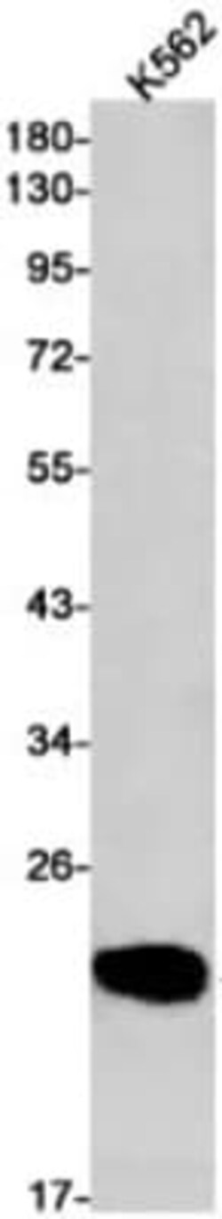 Peroxiredoxin 2 Antibody (S02-1G5), Novus Biologicals 100 &mu;g; Unconjugated:Antibodies,