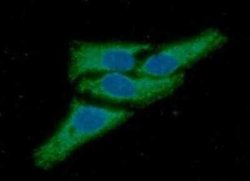 Peroxiredoxin 3 Mouse anti-Human, Clone: AT1F8, Novus Biologicals 50 &mu;g | Buy Online | Novus Biologicals | Fisher Scientific