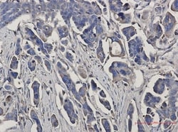 Peroxiredoxin 3 Antibody (S07-3I3), Novus Biologicals 100 &mu;g | Buy Online | Novus Biologicals | Fisher Scientific