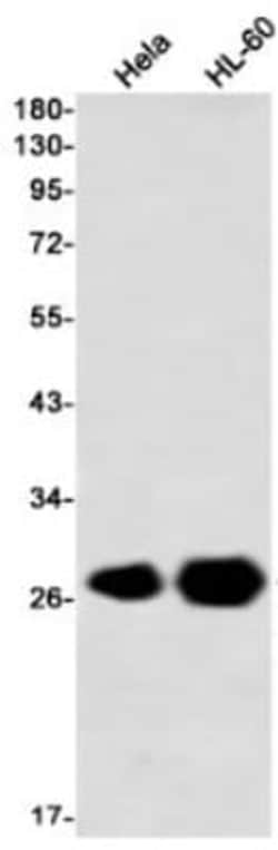 Peroxiredoxin 3 Antibody (S07-3I3), Novus Biologicals 100 &mu;g | Buy Online | Novus Biologicals | Fisher Scientific