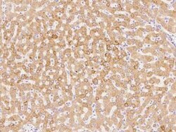 Peroxiredoxin 4 Antibody, Novus Biologicals 50 &mu;g; Unconjugated:Antibodies,