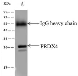 Peroxiredoxin 4 Antibody, Novus Biologicals 50 &mu;g; Unconjugated:Antibodies,