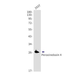 Peroxiredoxin 4 Antibody (S09-7F9), Novus Biologicals:Antibodies:Primary