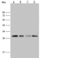 Peroxiredoxin 4 Antibody, Novus Biologicals 50 &mu;g; Unconjugated:Antibodies,