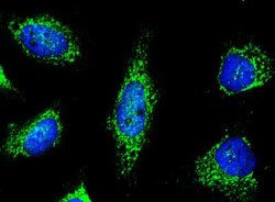 Peroxiredoxin 5 Rabbit anti-Human, Clone: 2, Novus Biologicals 100 &mu;g;