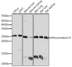 Peroxiredoxin 6 Rabbit anti-Human, Mouse, Rat, Clone: 1A9W5, Novus Biologicals