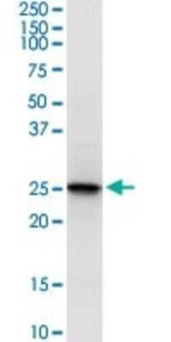 Peroxiredoxin 6 Antibody (3A10-2A11), Novus Biologicals 0.1 mg | Buy Online | Novus Biologicals | Fisher Scientific