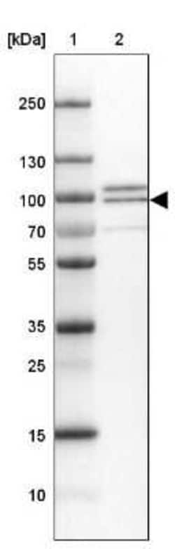 Phosphodiesterase 4D Antibody, Novus Biologicals 0.1 mL | Buy Online | Novus Biologicals | Fisher Scientific