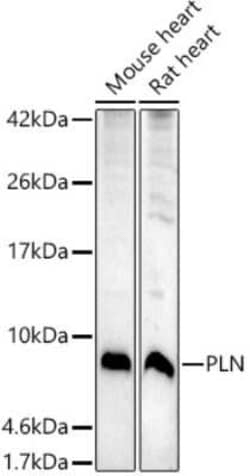 Phospholamban Antibody - Azide and BSA Free, Novus Biologicals 0.02 mL;