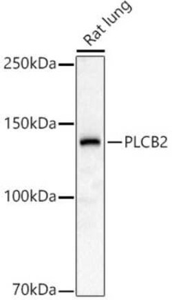 Phospholipase C beta 2 Antibody - Azide and BSA Free, Novus Biologicals