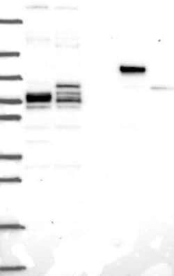 Phospholipase C beta 2 Rabbit anti-Human, Polyclonal, Novus Biologicals:Antibodies:Primary