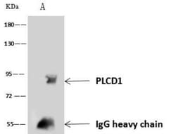 Phospholipase C delta 1 Antibody, Novus Biologicals 50 &mu;g; Unconjugated:Antibodies,
