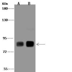 Phospholipase C delta 1 Antibody, Novus Biologicals 50 &mu;g; Unconjugated:Antibodies,