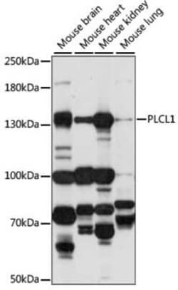 Phospholipase C like 1 Antibody - Azide and BSA Free, Novus Biologicals:Antibodies:Primary
