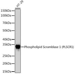 Phospholipid Scramblase 1/PLSCR1 Rabbit anti-Human, Mouse, Rat, Clone: