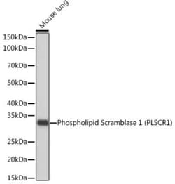 Phospholipid Scramblase 1/PLSCR1 Rabbit anti-Human, Mouse, Rat, Clone:
