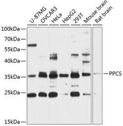 Phosphopantothenate-cysteine ligase Antibody - Azide and BSA Free, Novus