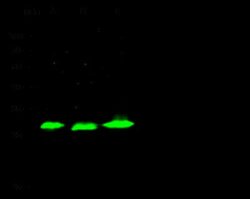 Phosphoserine phosphatase Rabbit anti-Human, Clone: 1, Novus Biologicals