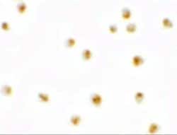 Pierce-1 Antibody - BSA Free, Novus Biologicals 0.1 mg; Unconjugated:Antibodies,