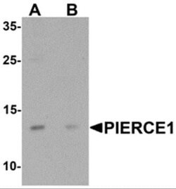 Pierce-1 Antibody - BSA Free, Novus Biologicals 0.1 mg; Unconjugated:Antibodies,