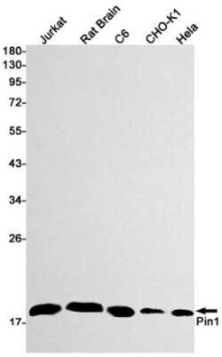 Pin1 Rabbit anti-Human, Mouse, Rat, Clone: S01-7G8, Novus Biologicals 100