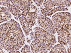 Pipecolic acid oxidase Antibody, Novus Biologicals 50 &mu;g; Unconjugated:Antibodies,